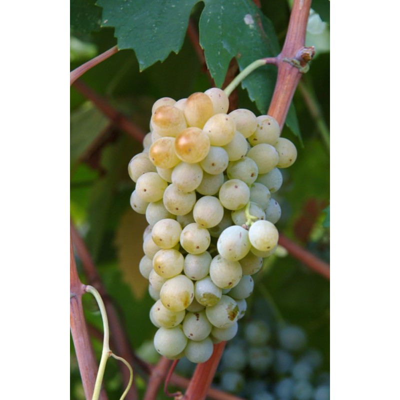 Vino Bianco Sicilia IGT, Corvo - 750 ml - 0.75 L Vino Bianco Sicilia IGT, Corvo - 750 ml - 0.75 L