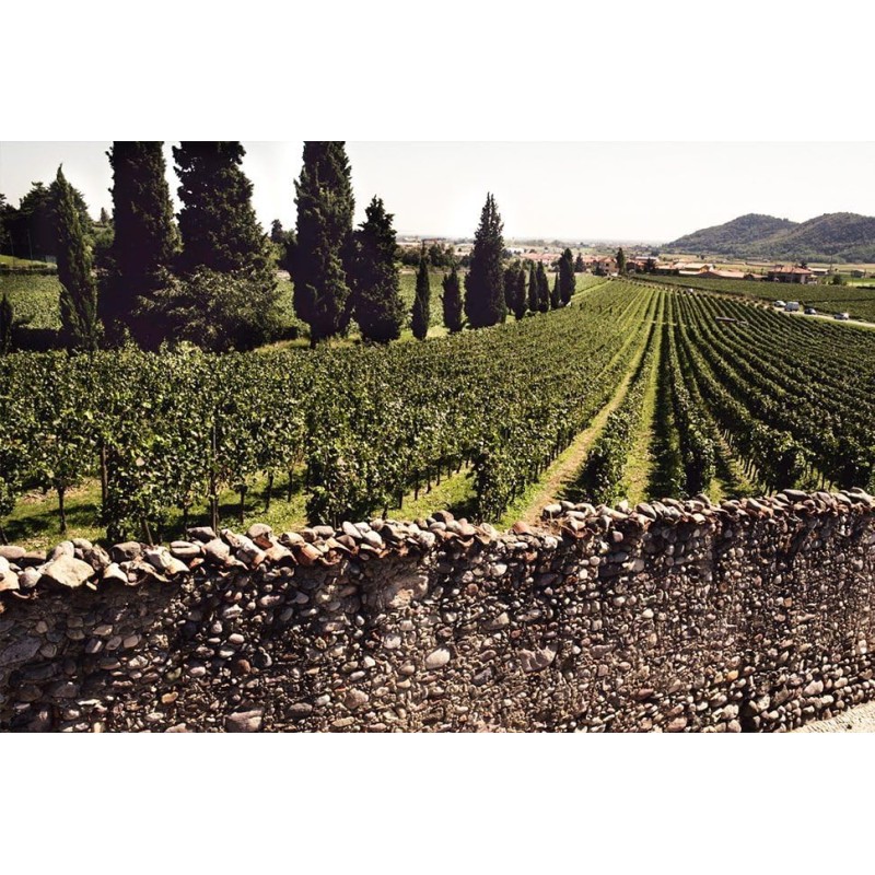 Bellavista Alma Grande Cuvèe Brut – Franciacorta DOCG - Uve Chardonnay, Pinot Nero, Pinot Bianco – 750 ml - 750ml Bellavista Alma Grande Cuvèe Brut – Franciacorta DOCG - Uve Chardonnay, Pinot Nero, Pinot Bianco – 750 ml - 750ml