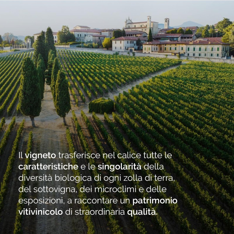 Bellavista Alma Grande Cuvèe Brut – Franciacorta DOCG - Uve Chardonnay, Pinot Nero, Pinot Bianco – 750 ml - 750ml Bellavista Alma Grande Cuvèe Brut – Franciacorta DOCG - Uve Chardonnay, Pinot Nero, Pinot Bianco – 750 ml - 750ml