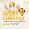 ALPRO BARISTA, bevanda all'AVENA, 100% vegetali, ideale con il caffè (8 confezioni x 1 Litro)
