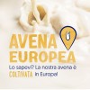 ALPRO, QUESTO NON È LATTE - Bevanda all' AVENA, Classico, 100% Vegetale, Gusto Latte (8 confezioni x 1 Litro) ALPRO, QUESTO NON È LATTE - Bevanda all' AVENA, Classico, 100% Vegetale, Gusto Latte (8 confezioni x 1 Litro)