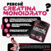T-Rex Integratori Creatina Monoidrata - Integratore alimentare per massa muscolare e boost energetico pre workout (Thè Alla Pesca, 250 g (Confezione da 1)) - 1 unità (Confezione da 1) T-Rex Integratori Creatina Monoidrata - Integratore alimentare per massa muscolare e boost energetico pre workout (Thè Alla Pesca, 250 g (Confezione da 1)) - 1 unità (Confezione da 1)